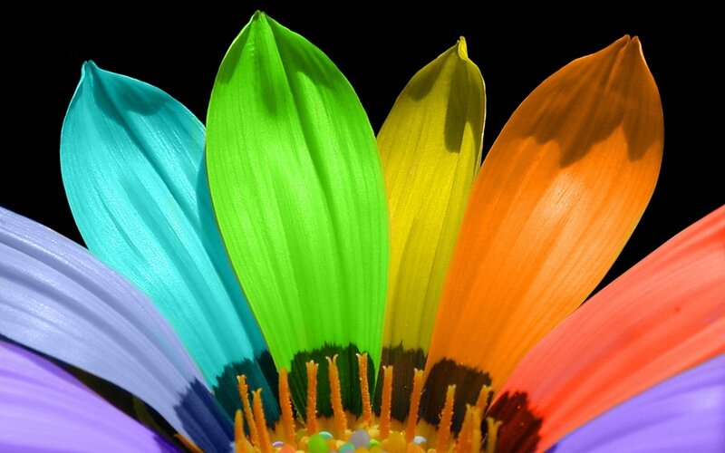 Colorful Flower Petals — Green