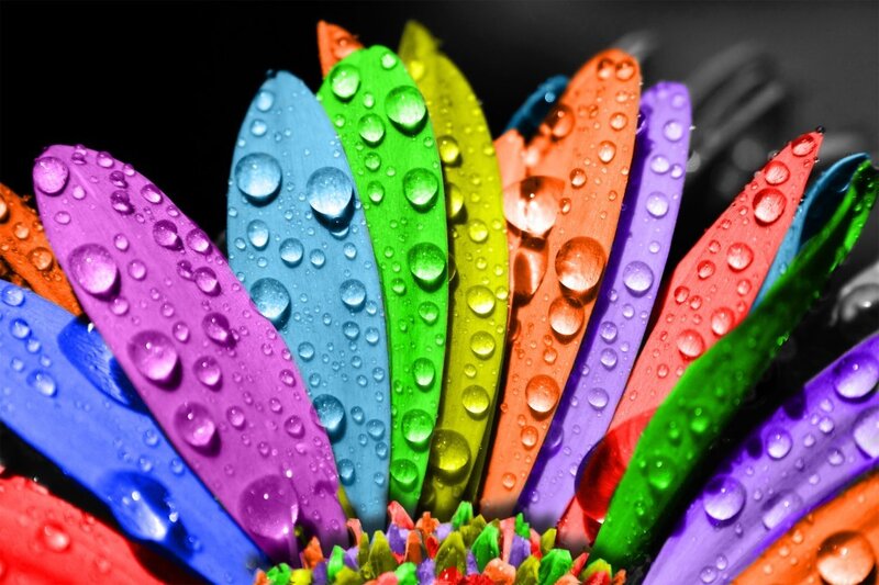 Colorful Flower Petals — Purple, Vibrant