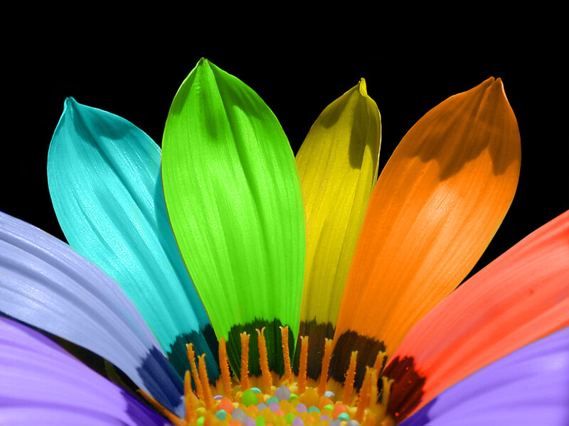 Colorful flower petals