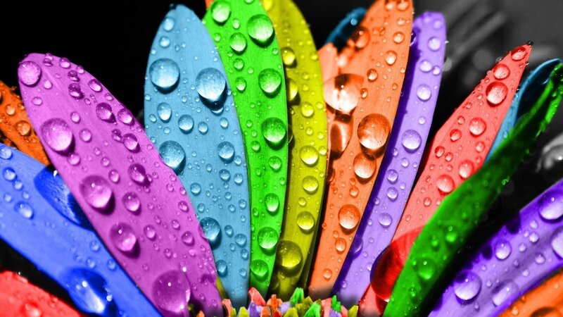 colorful flower petals with water droplets