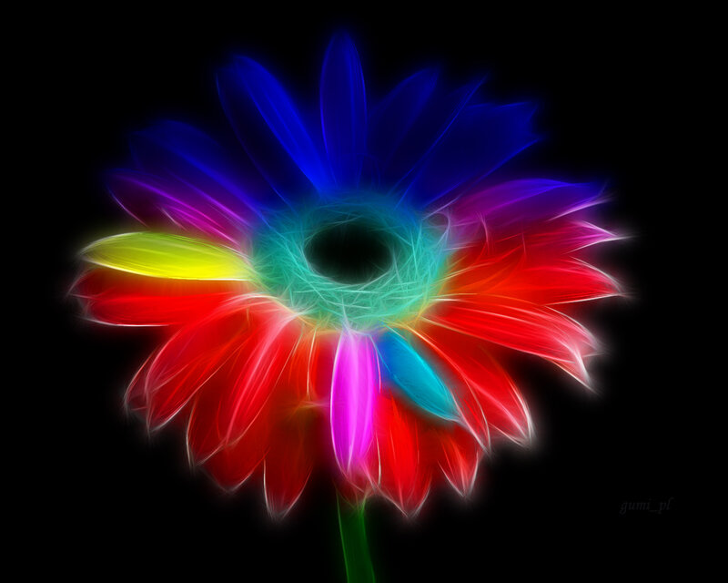 Colorful Flower