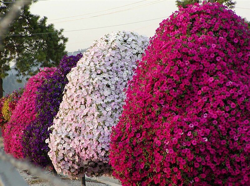 Colorful flower topiaries