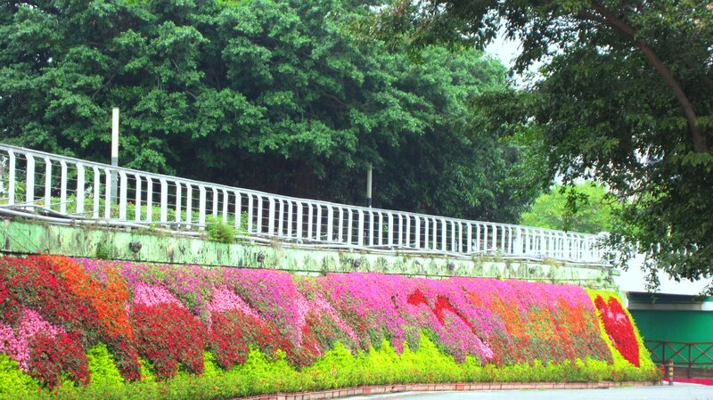 Colorful Flower Wall