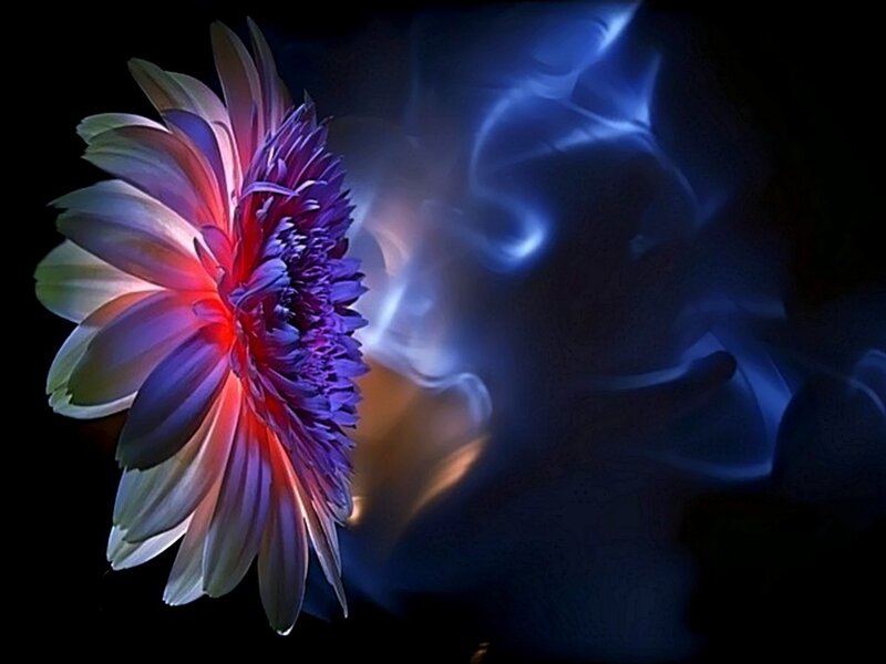 Colorful flower with blue energy