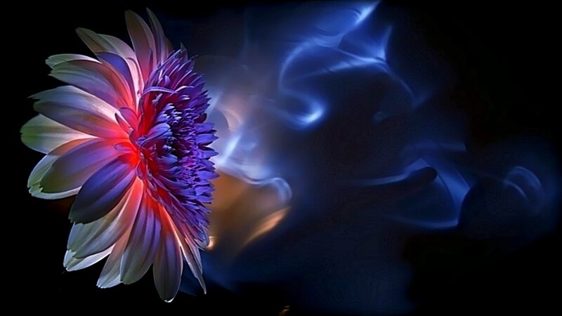colorful flower with blue energy