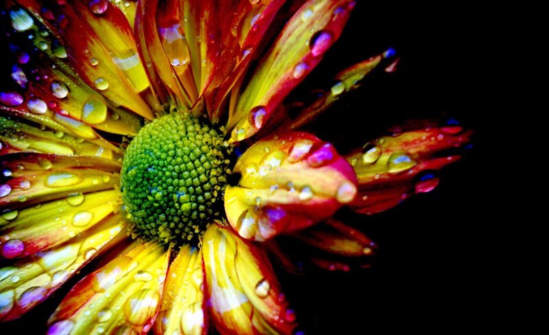 Colorful Flower with Dew
