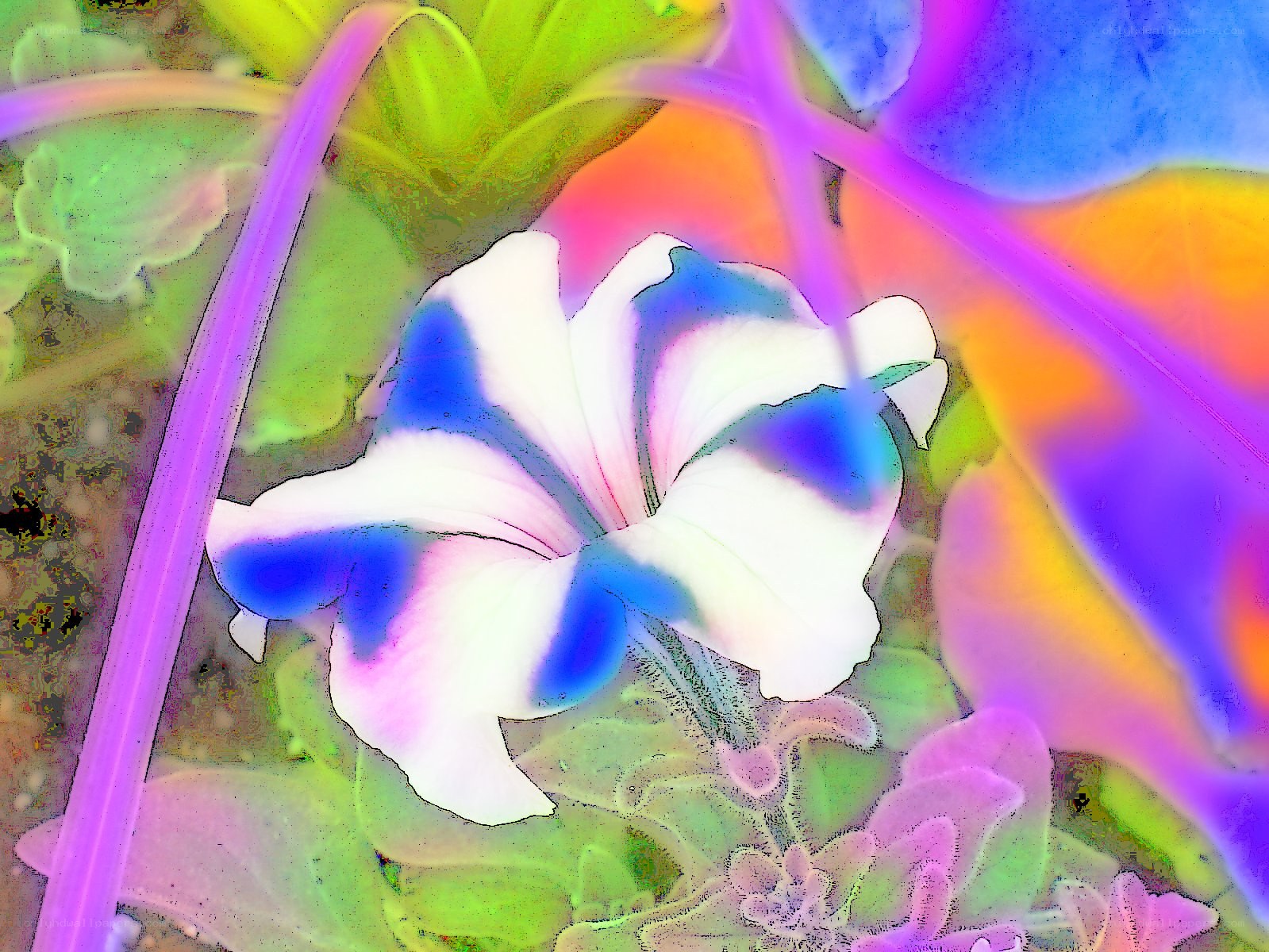 colorful flower with digital effect