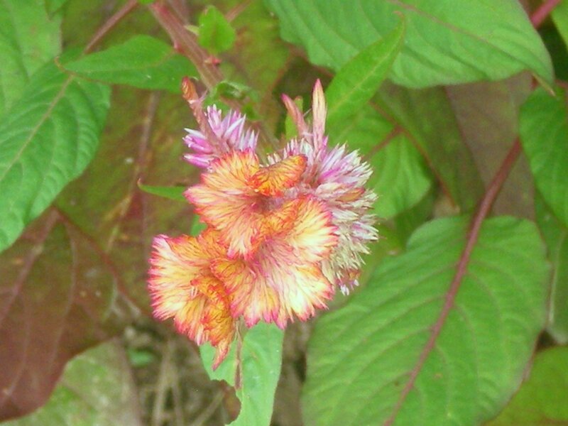 colorful flower with green leaves