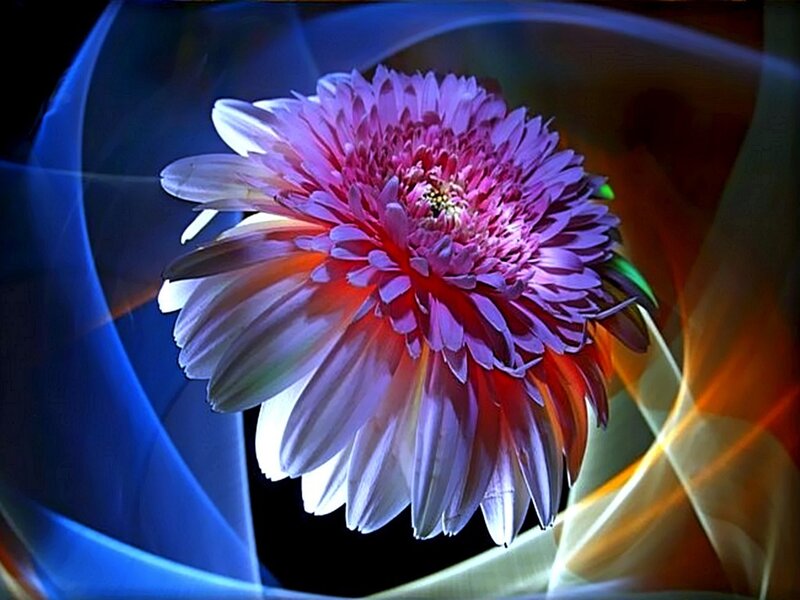 Colorful flower with light effects