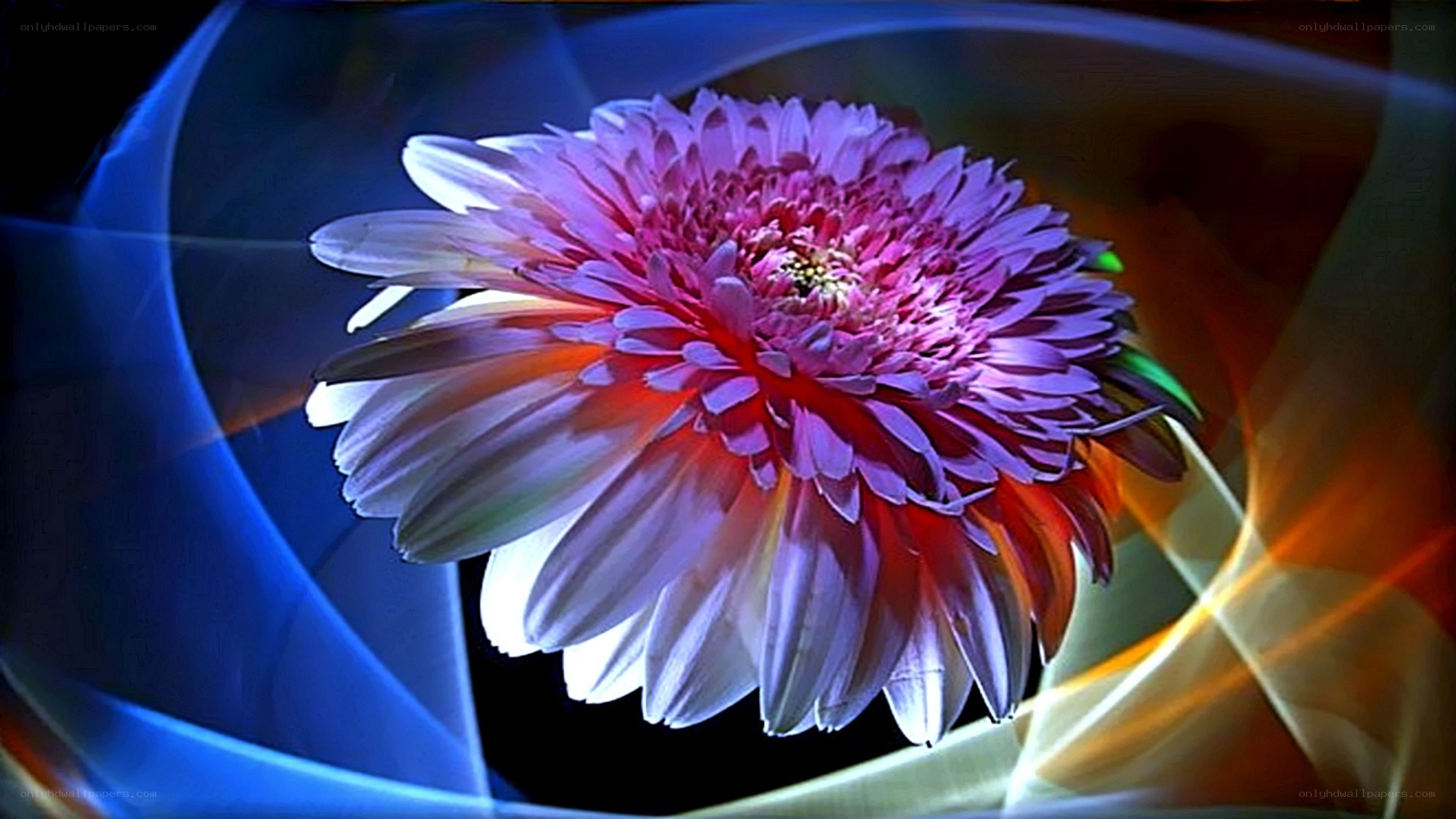 Colorful flower with light effects
