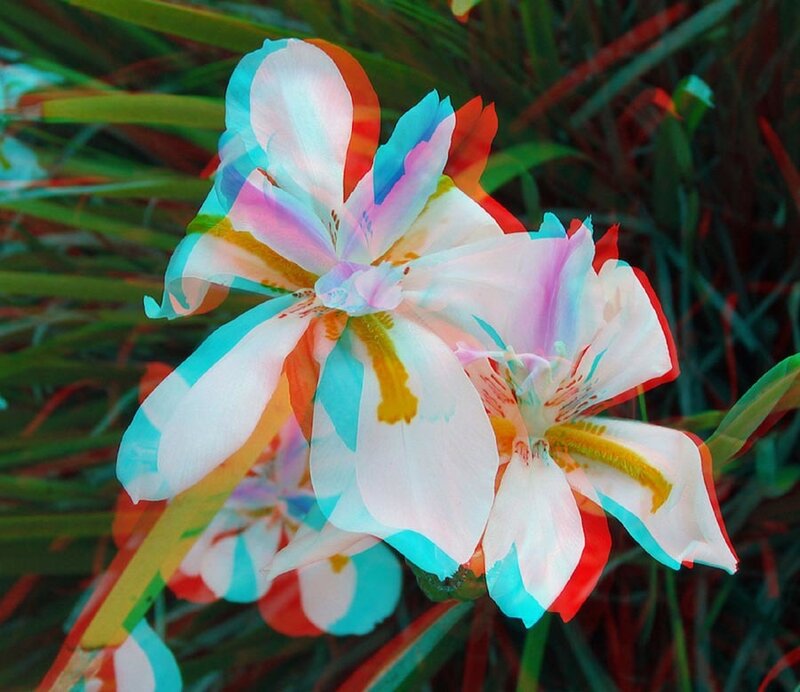 Colorful flower with optical effect