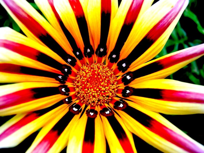 Colorful flower with striped petals