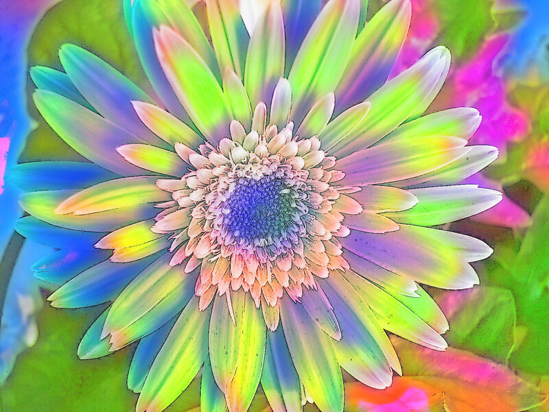 Colorful flower with vibrant petals