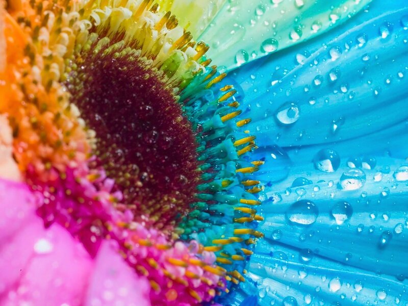 Colorful flower with water droplets