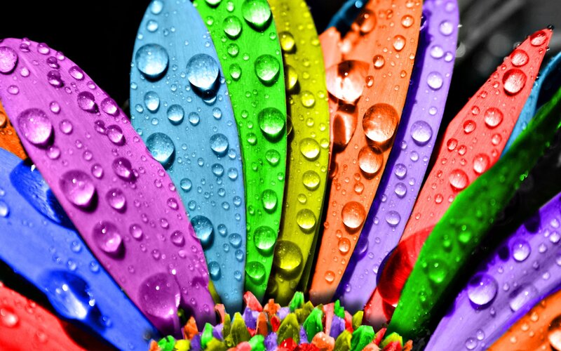Colorful flower with water droplets