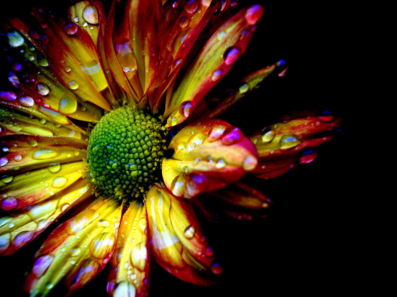 Colorful flower with water droplets