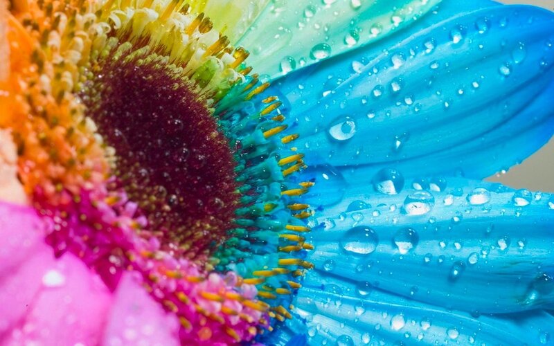 colorful flower with water droplets