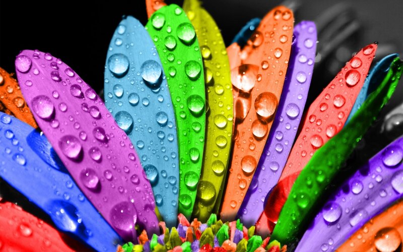 Colorful flower with water droplets