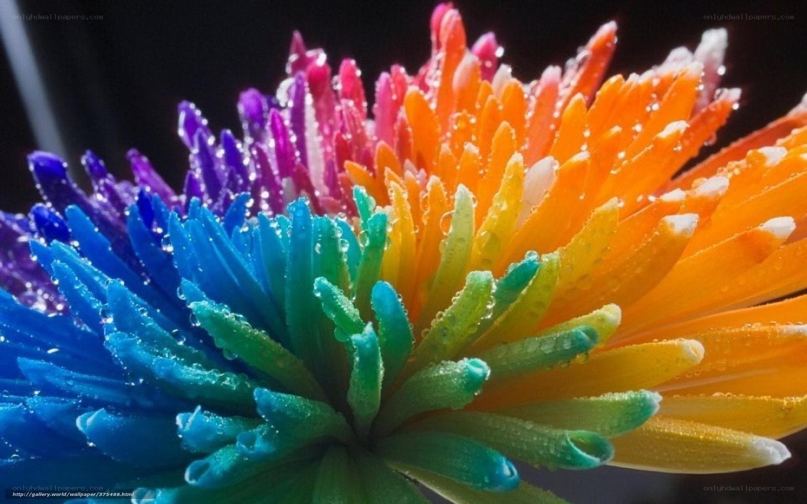 Colorful flower with water droplets