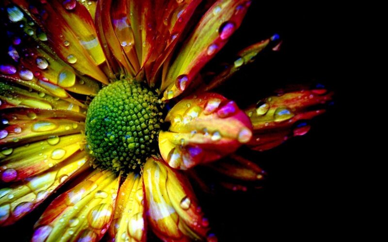 Colorful flower with water droplets