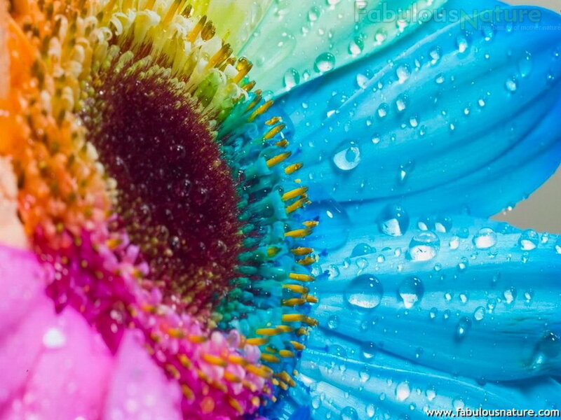 Colorful Flower with Water Droplets — Blue, Vibrant