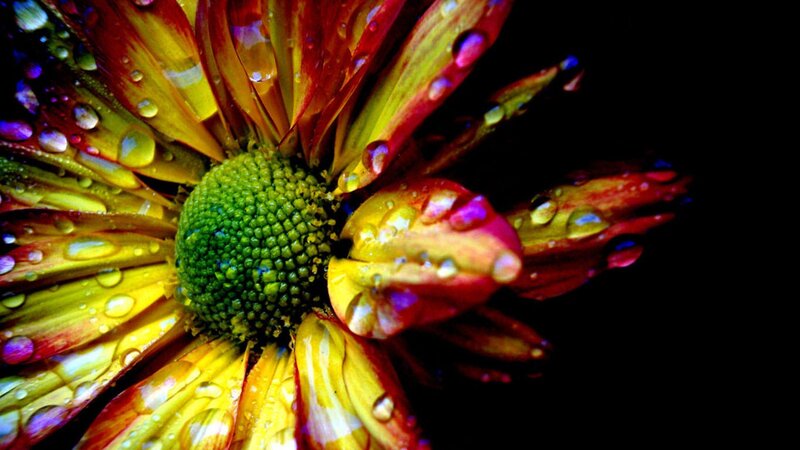 Colorful Flower with Water Droplets — Yellow, Dramatic, Photograph, Water Droplets, Petals