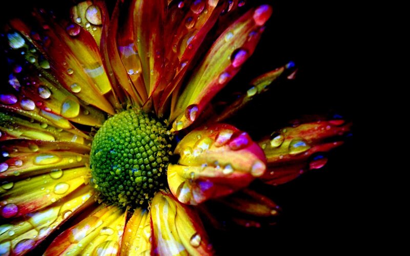 Colorful Flower with Water Droplets — Yellow