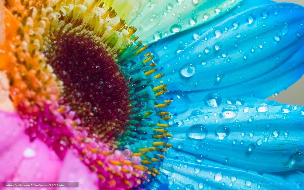 Colorful flower with water droplets
