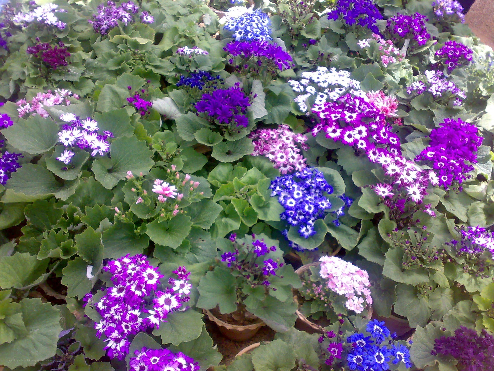Colorful flowering plants