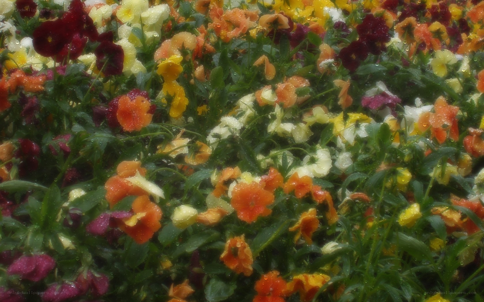 Colorful flowers after rain