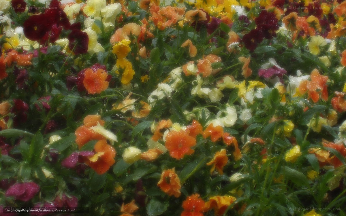Colorful flowers after rain