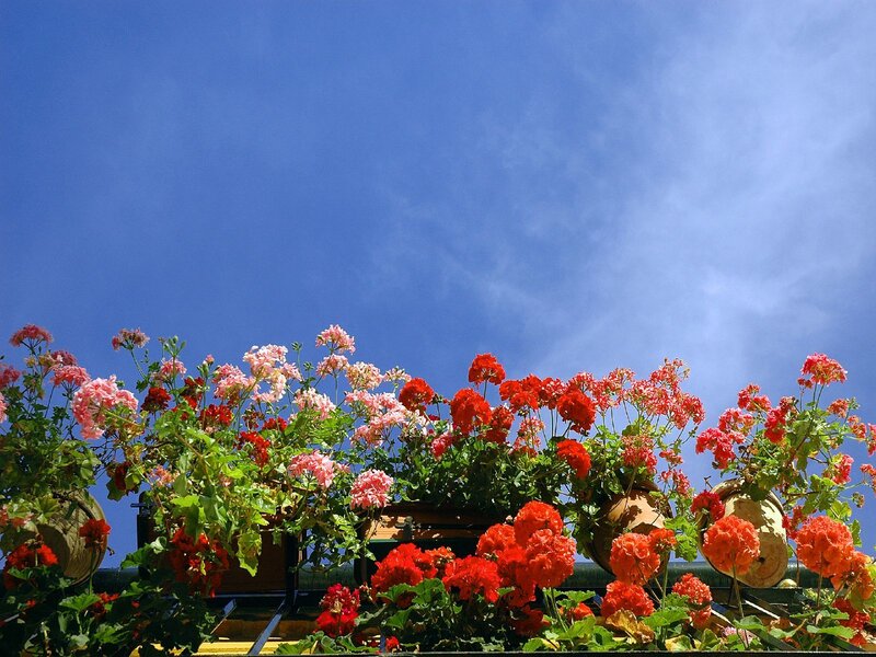 Colorful flowers against blue sky