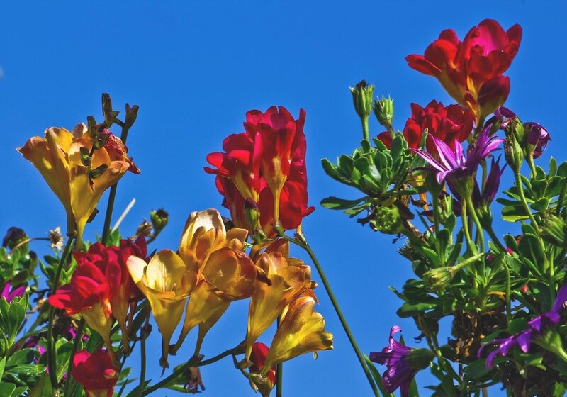 Colorful flowers against blue sky