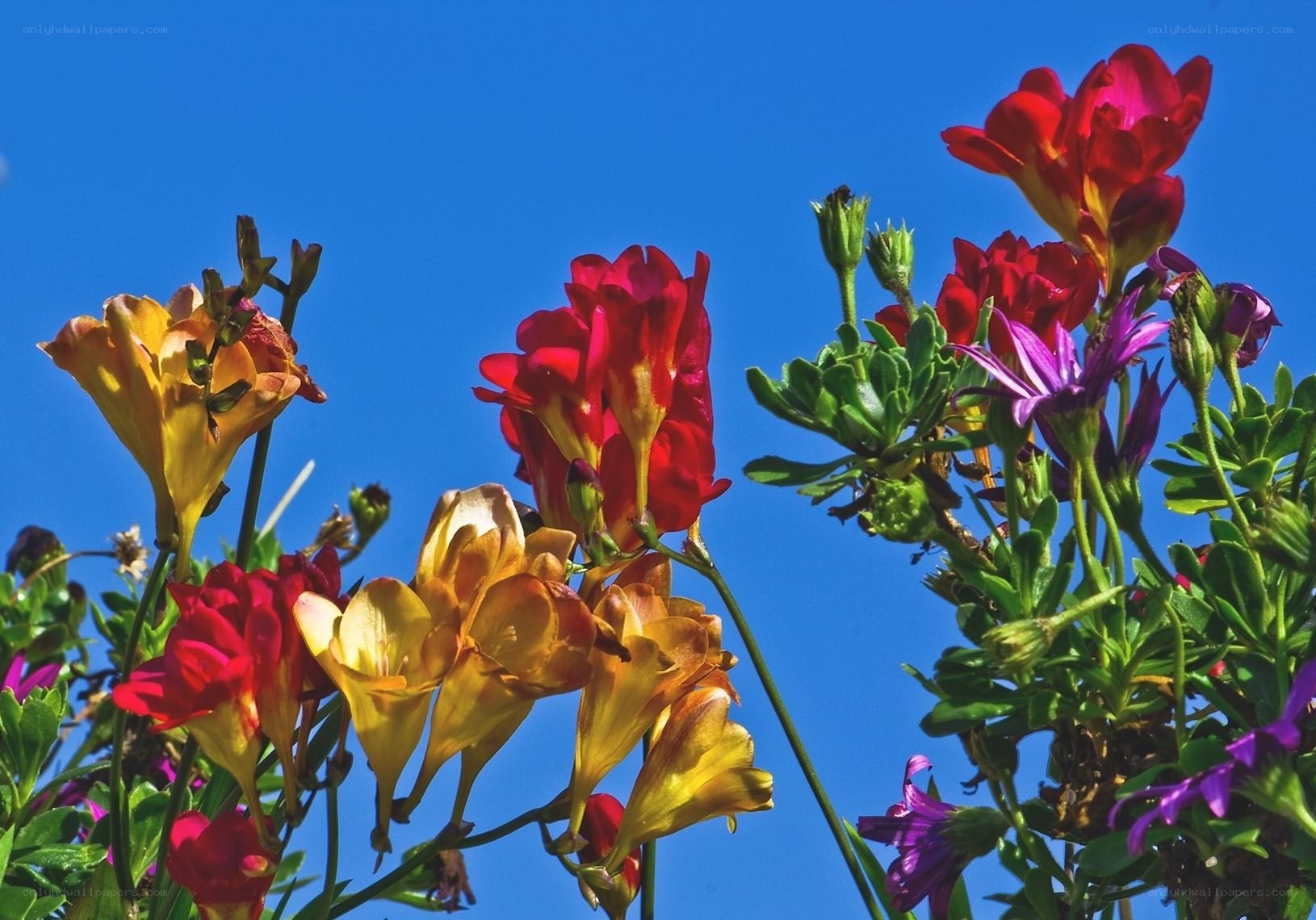 Colorful flowers against blue sky