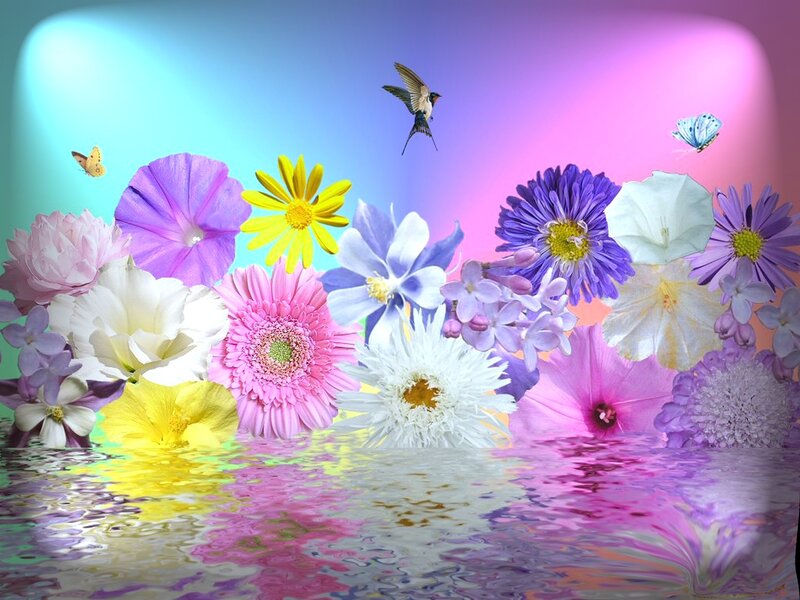 Colorful Flowers and Birds — Purple