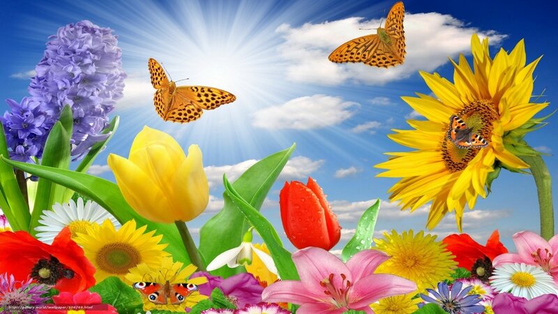 Colorful flowers and butterflies