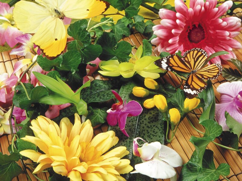 Colorful flowers and butterflies