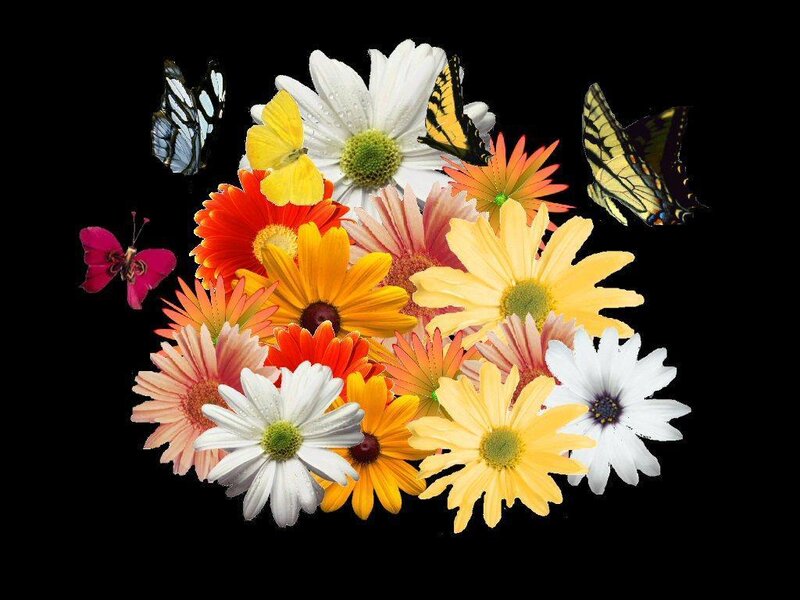 colorful flowers and butterflies