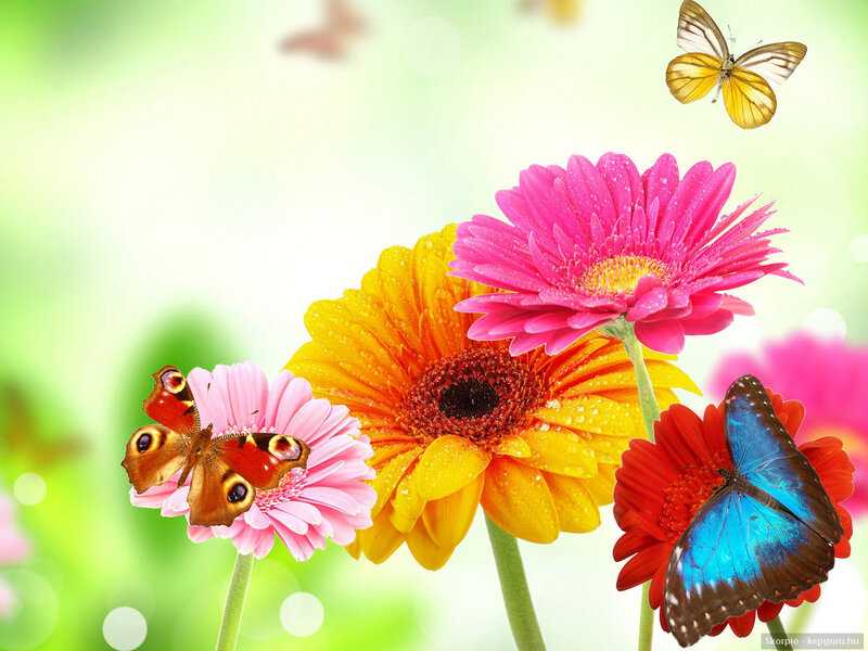 Colorful Flowers and Butterflies — Pink, Bright