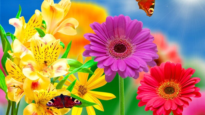 Colorful Flowers and Butterflies — Yellow, Bright