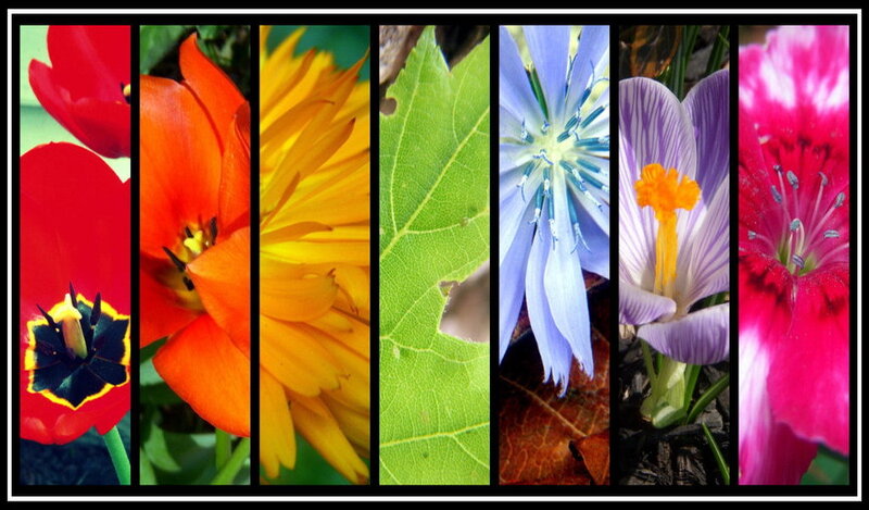 Colorful Flowers and Leaf