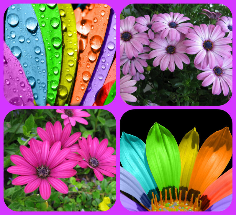 Colorful Flowers and Petals
