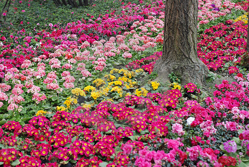 Colorful Flowers Around Tree