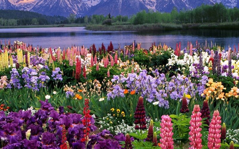 Colorful flowers by a lake