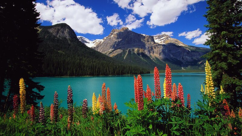 Colorful flowers by a mountain lake