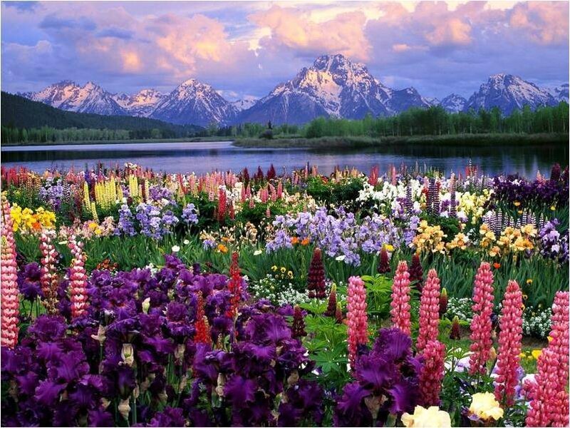 Colorful Flowers by Lake — Photograph