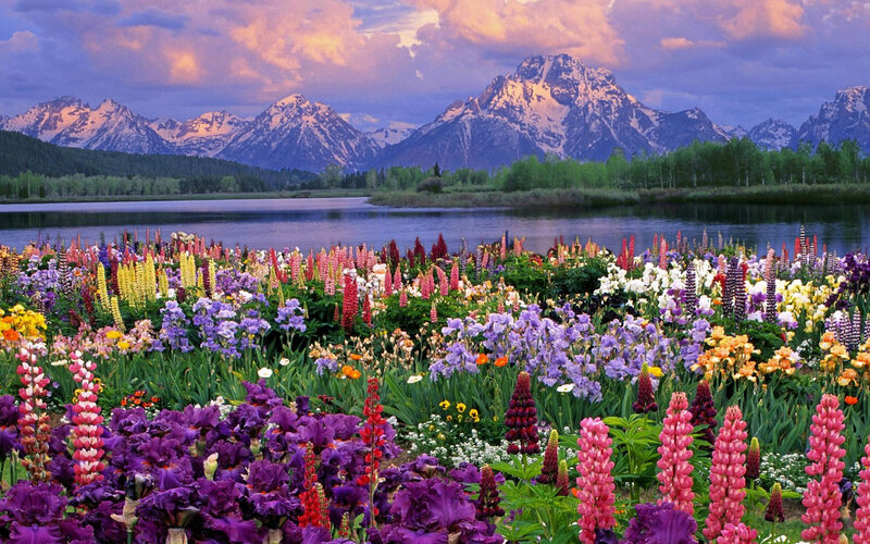 Colorful Flowers by Lake — Purple, Serene