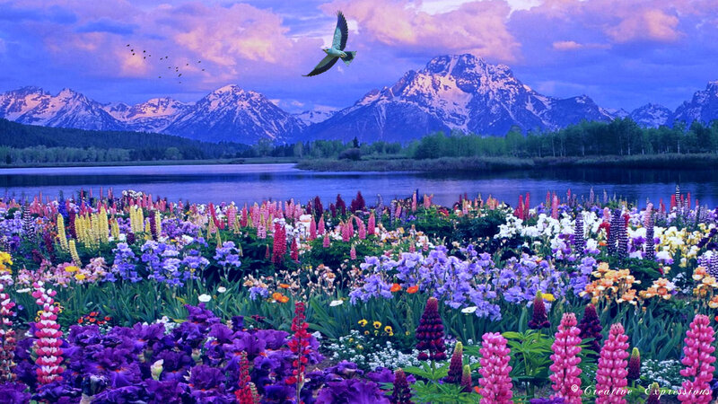 Colorful Flowers by Lake — Purple