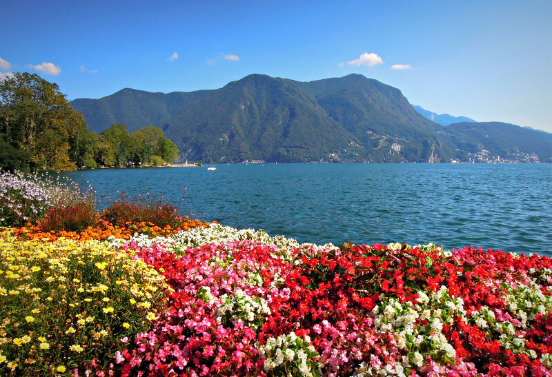 Colorful Flowers by Lake — Red, Serene