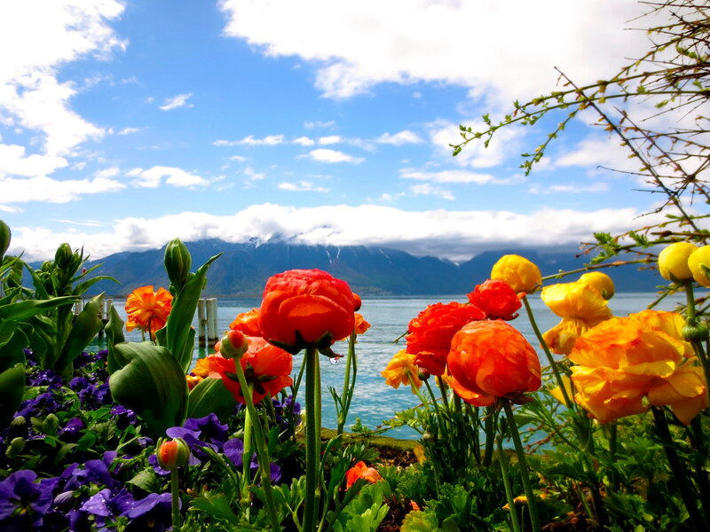 Colorful Flowers by Lake — Red
